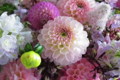 פאזל של dahlias