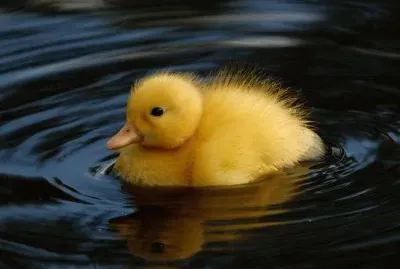 al agua pato jigsaw puzzle