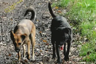 Lina, AjÅ¡a - dogs