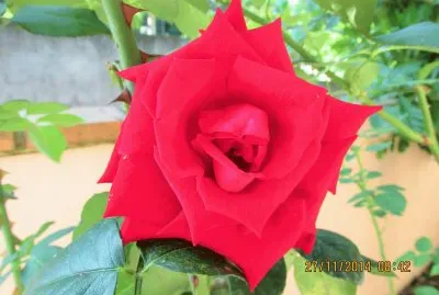 Rosa vermelha jigsaw puzzle