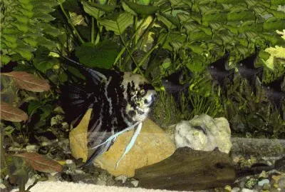 Angelfish - animals jigsaw puzzle