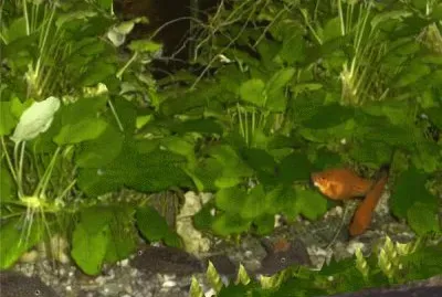 fishes - animals
