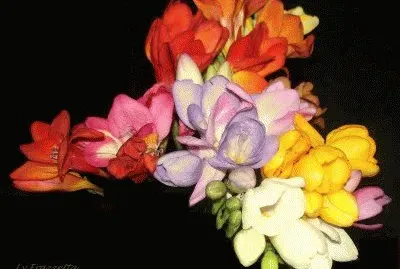 bouquet de fresias