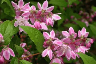 deutzia