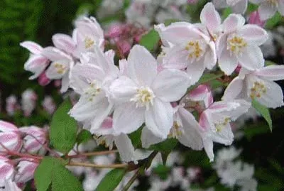 deutzia jigsaw puzzle