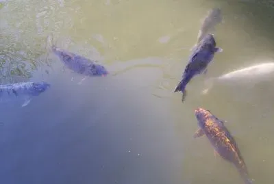 Peces