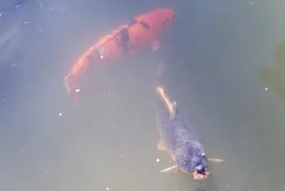 Otra de peces...