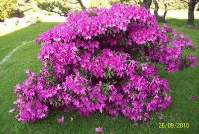 JardÃ­n japonÃ©s