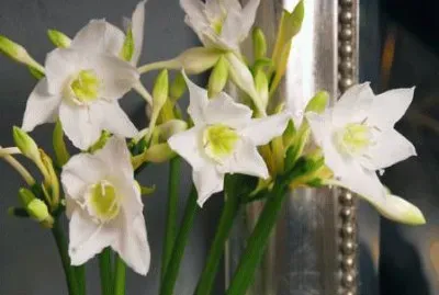 eucharis jigsaw puzzle