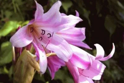 crinium