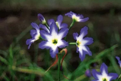 leucocoryne