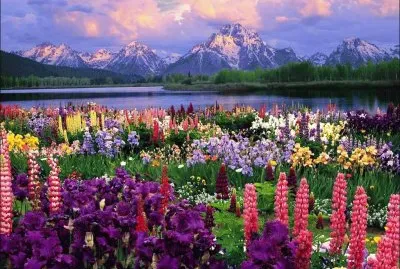 פאזל של campo de flores