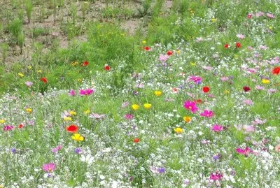 PRATO IN FIORE