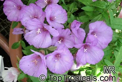 godetia