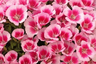 godetia