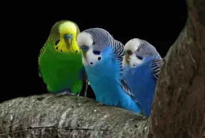 periquitos australianos