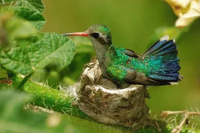 ninho de beija-flor jigsaw puzzle