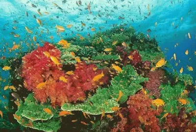 peixes1