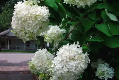 פאזל של hortensia