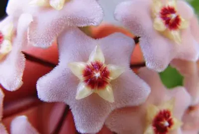flor de nÃ¡car