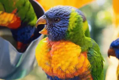 papagaio jigsaw puzzle