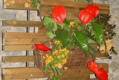 פאזל של Flors