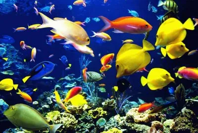 peixes1