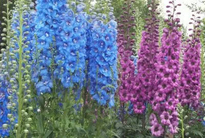 delphinium jigsaw puzzle