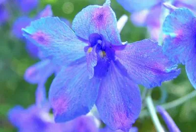 delphinium
