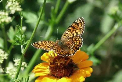 Monarch butterfly