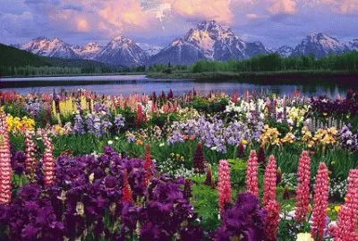 פאזל של primavera