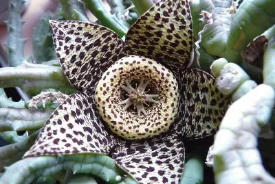 Stapelia Estrella