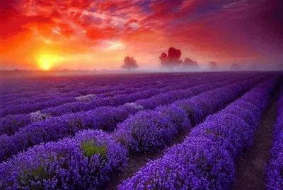 Amazing Lavender fields