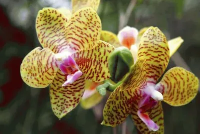 orquÃ­deas tigre