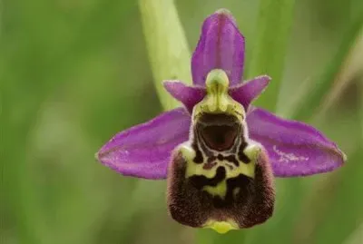 ophrys jigsaw puzzle