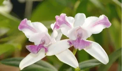 orchidÃ©e jigsaw puzzle