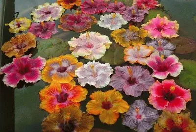 flores