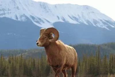 HERMOSO BORREGO CIMARRÃ“N.