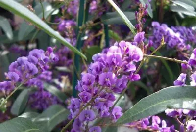 hardenbergia