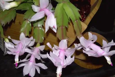 פאזל של Jardinera