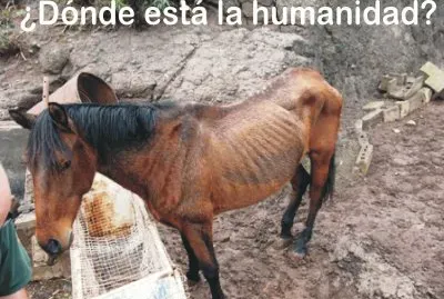 Â¿HUMANIDAD?