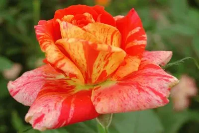 rose