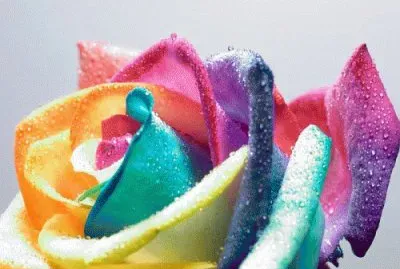  jigsaw puzzle