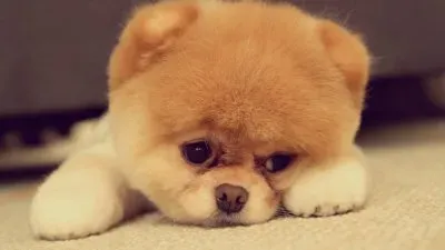 פאזל של dog