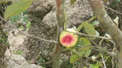 פאזל של Alimento dos Pássaros