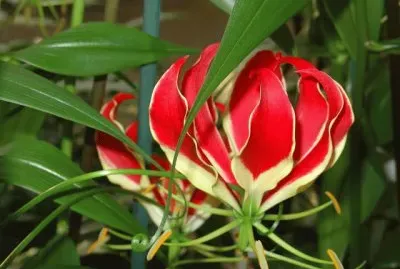 gloriosa
