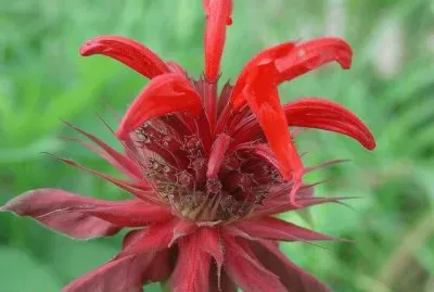 monarde