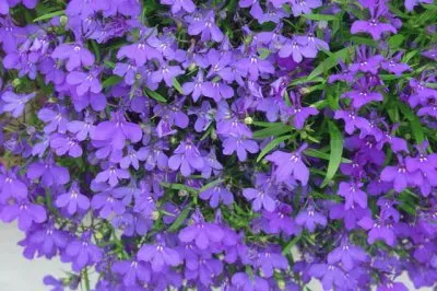 lobelias