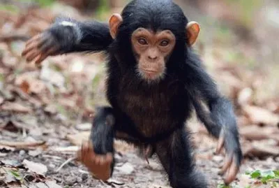 singe
