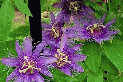 fleurs: passiflore